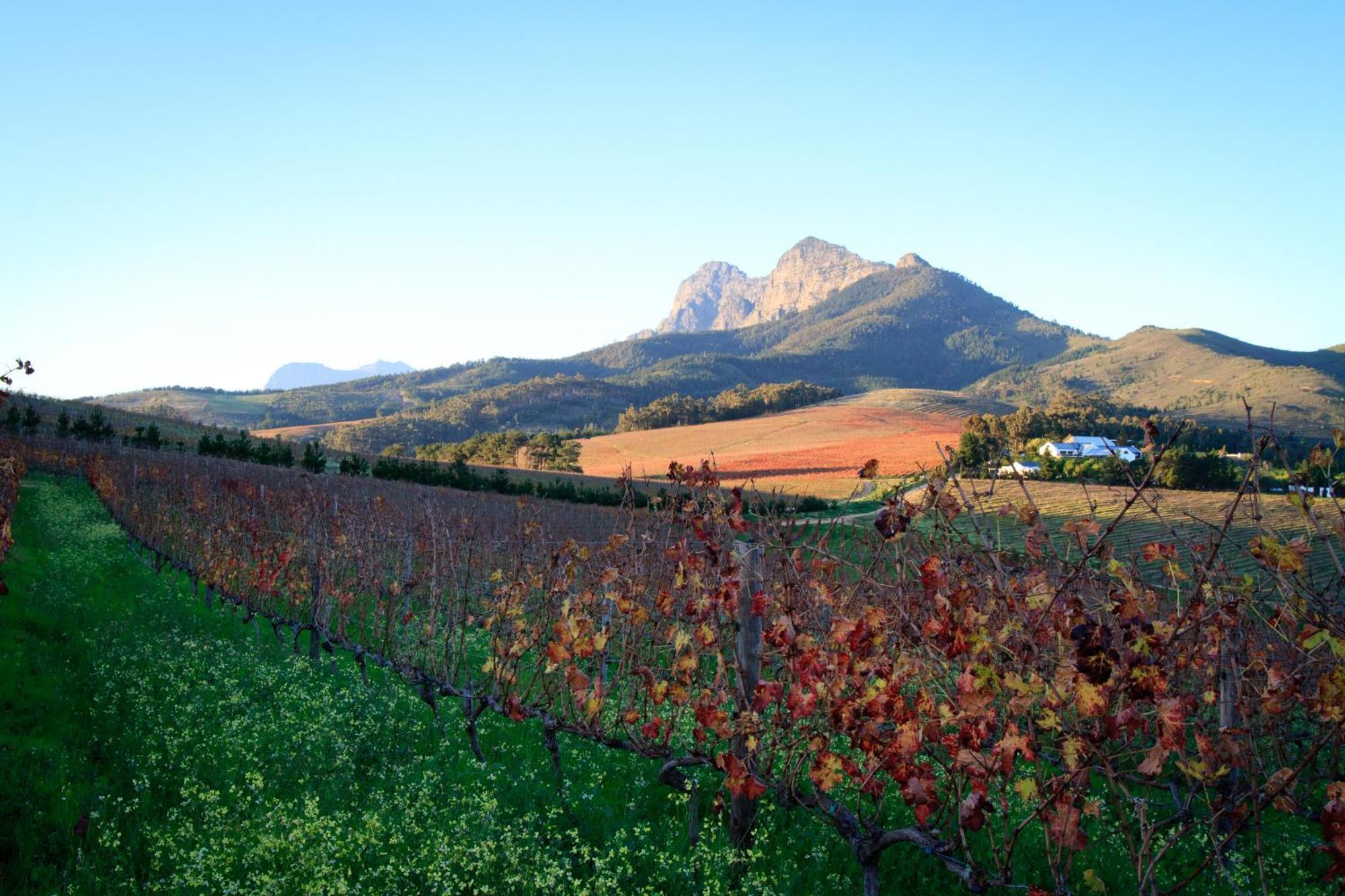 Marianne Wine Estate Bed & Breakfast Stellenbosch Bagian luar foto